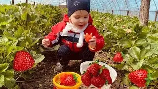 Как растёт клубника? Катя и мама собирают клубнику!