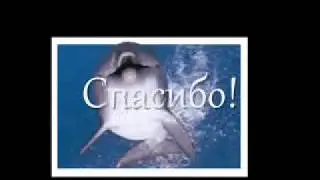 Крик дельфина