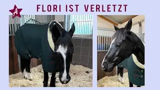 Knochenbruch nach Unfall im Stall I Mein neues Pferd hat sich verletzt I Schlimme Diagnose für Flori