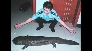 Salamandra gigante