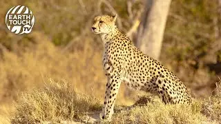 Cheetah chases down wildebeest calf