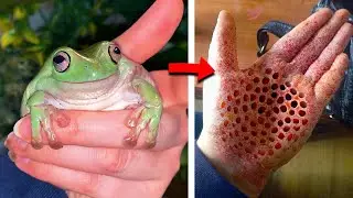 10 Cutest Animals You Should NEVER Touch