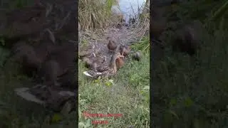 Природа возле храма !!!!