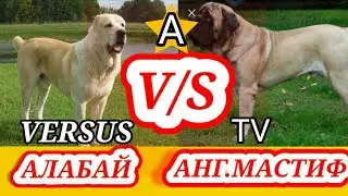 Алабай против английского мастифа.