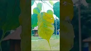 𝓜𝓪𝓷𝓲𝔂𝓸𝓸𝓻 𝓽𝓮𝓶𝓹𝓵𝓮 #shortsyoutube #shorts #kannur