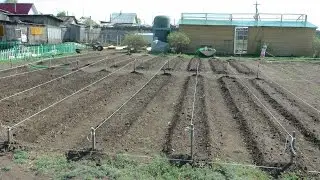 Картошка по Миттлайдеру, парник 