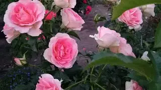 Релакс уходящего лета!
