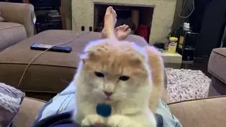 Kitty versus the Hoodie