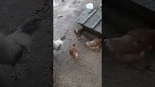 Куры и петухи в вольере!