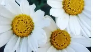 🌸Spring Flowers after a rain shower #garden #cuteflowers #shortvideo