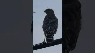 Hawk of the day 😎 