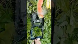 Крысоловка против Арбуза. Rat Trap vs. Watermelon.