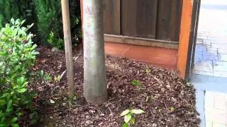 (142) WRONG tree WRONG place