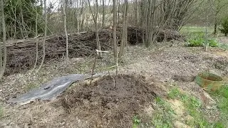 Посадка саженцев груши и жимолости на участке с высоким уровнем грунтовых вод.