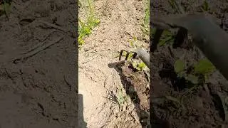 Долгожданный отпуск в деревне, на фазенде