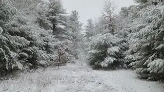 4K 60P, Snowy walk in the woods, Testing Go Pro Hero 8.