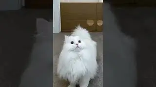 It was a huge jump🙀🙈🐾