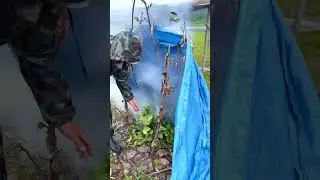 Хариус в походной коптильне 