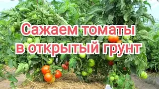 Высадка ТОМАТОВ в открытый грунт. Погода не балует, но я рискну!!! #томаты #огород #помидоры