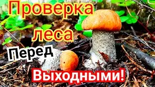 БЕЛЫЕ ГРИБЫ 2020.СОБИРАЕМ ВЁДРАМИ.ГРИБЫ КАК НА ПОДБОР.