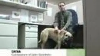 HSUS Takes Dogs to Work