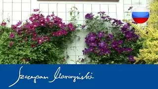 Клематис- опоры для клематисов