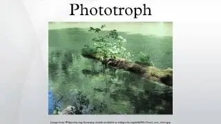 Phototroph HD