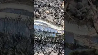 What’s hiding under this Tin?😧🦎