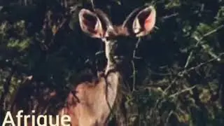 les dieux sont tomber sur la tête : Vidéo Clips