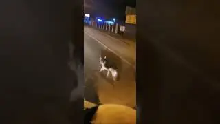 Állatmentés közúton