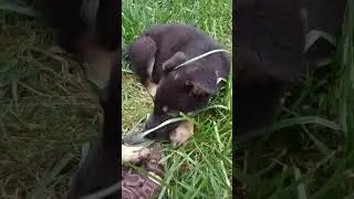 German Shepherd puppies#Germanshepherd#puppies