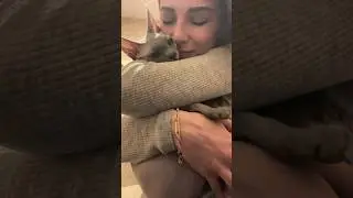 А как вас встречают с работы?💕 #shortsvideo #cat #hairlesscat #sphynx #сфинкс #cute #funny #meow