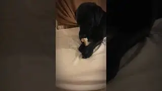 Zelda eating timelapse cause i can