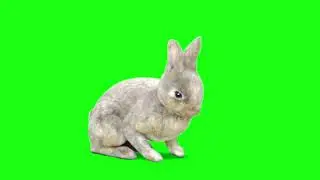 Green Screen Rabbit || Chroma Key Cute Rabbit || Free To Use