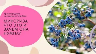 877. Микориза. Это содружество гриба с растением.