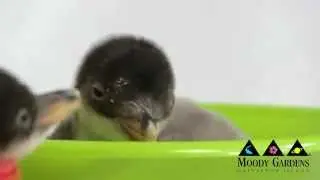 Adorable Gentoo Chicks Moody Gardens, Galveston Island [HD]