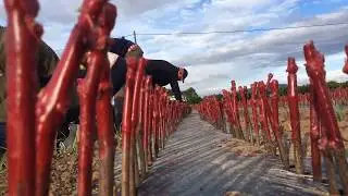 Plantación de las futuras plantas de vid en Viveros Barber ✅