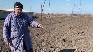 Pruning apricot after planting