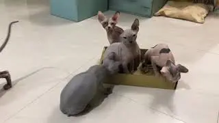 貓咪最愛什麼？
