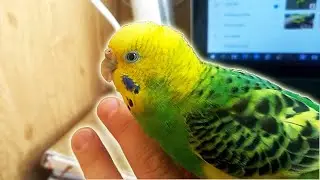 A budgie plays with my hand