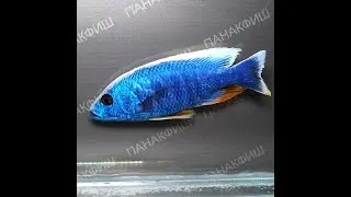Васильковый хаплохромис Джексона (Haplochromis ahli)