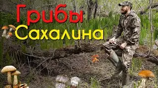 Семья ГРИБНИКОВ на острове САХАЛИН . ГРИБАЛКА 2023