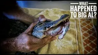 Something TERRIBLE happened to this Alligator!