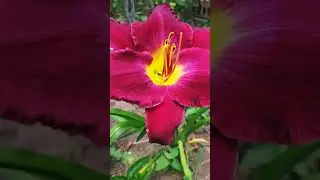 🍃🌸DAYLILY🌸🍃 