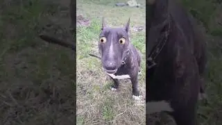 Петя бультерьер 