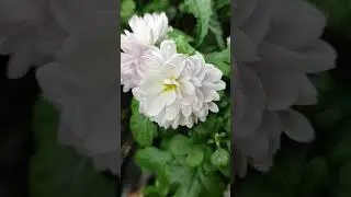 Всего лишь сиреневые штрихи