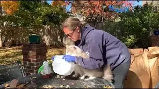 How to Apply Diatomaceous Earth on Cats for Fleas: The Best Way!
