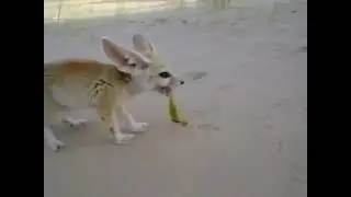 Vulpes zerda vs Scorpion Fennec vs scorpio