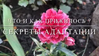Что и как прижилось ? Секреты адаптации