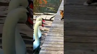 Cats and swans, Кошки и Лебеди, 